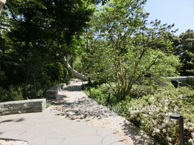 Courtyard/Greenery
