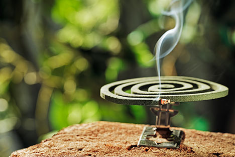 How to Get Rid of Common Bugs and Pests in Your Japanese Home